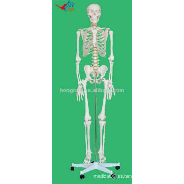 HR-101 Modelo humano anatómico vivo del tamaño de la vida skeleton180CM